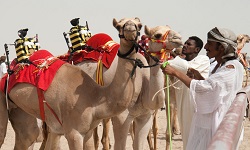 camel race qatardaytours_0